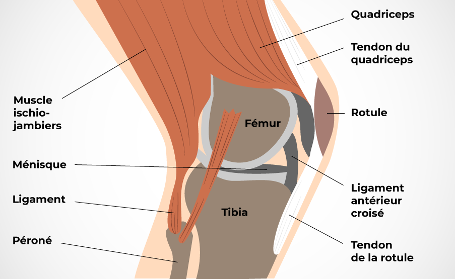 Anatomie du genou.
