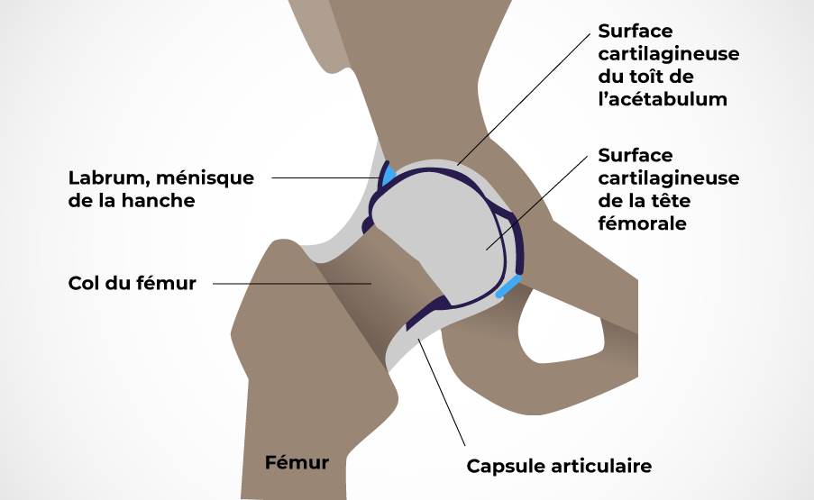 Anatomie de la hanche.